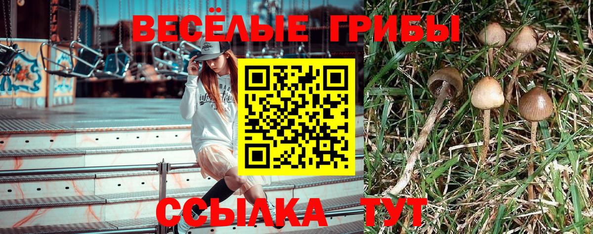 Псилоцибиновые грибы Psilocybine cubensis Кировск